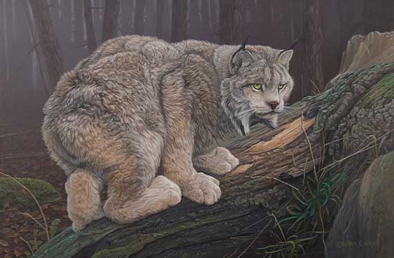 Feel My Stare by Derek Wicks
